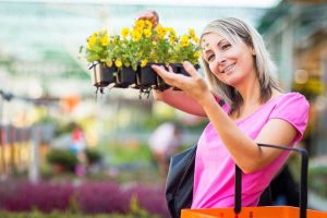 Lire la suite à propos de l’article Plantes résistantes aux maladies – Que sont les plantes certifiées indemnes de maladies