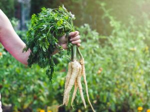 Lire la suite à propos de l’article Problèmes de tache des feuilles du panais – En savoir plus sur la tache des feuilles sur les panais