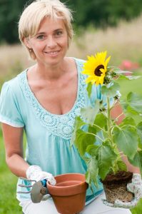 Lire la suite à propos de l’article Bien transplanter les tournesols – En savoir plus sur le déplacement des plants de tournesol