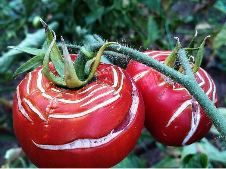 Lire la suite à propos de l’article Informations sur les causes de la fente des tomates et comment éviter les fissures des tomates