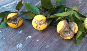 Lire la suite à propos de l’article Fendre les agrumes : pourquoi les écorces d'orange s'ouvrent et comment l'empêcher