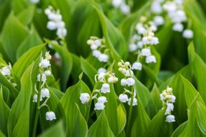 Lire la suite à propos de l’article Diviser le muguet : quand diviser les plantes de muguet