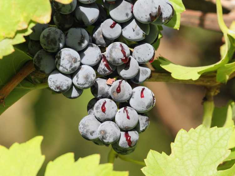 You are currently viewing Fractionnement des raisins : raisons pour lesquelles les raisins se fissurent