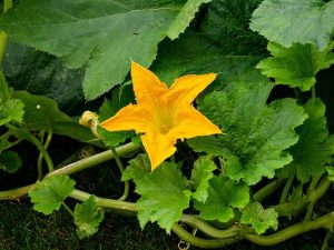 Lire la suite à propos de l’article Fendage des tiges des courges, des concombres et des melons