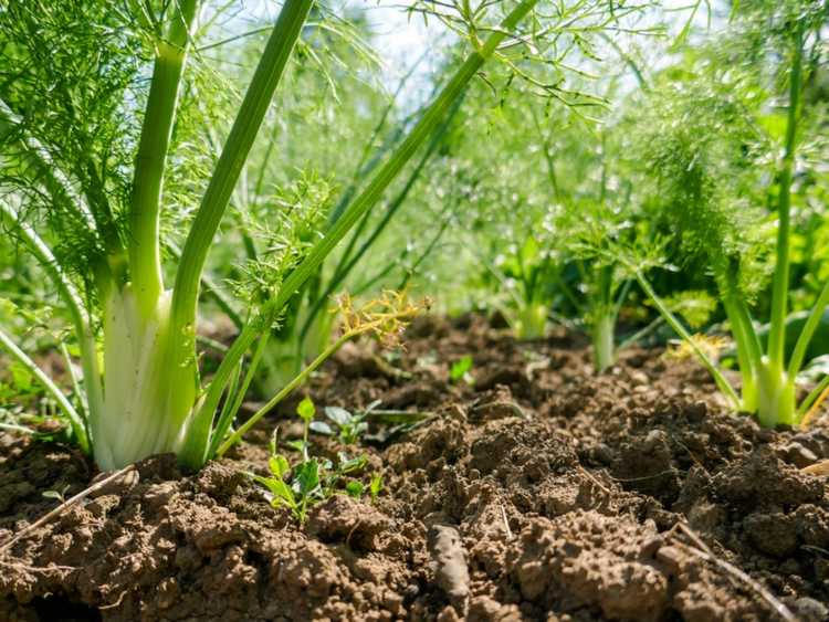 You are currently viewing Planter du fenouil – Comment faire pousser du fenouil