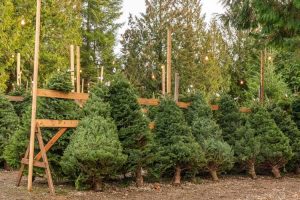 Lire la suite à propos de l’article Comprendre les variétés d'arbres de Noël