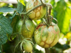 Lire la suite à propos de l’article Fermetures éclair sur les tomates – Informations sur la fermeture éclair des tomates