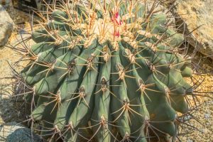 Lire la suite à propos de l’article Emory Cactus Care – Comment faire pousser un cactus en baril d'Emory