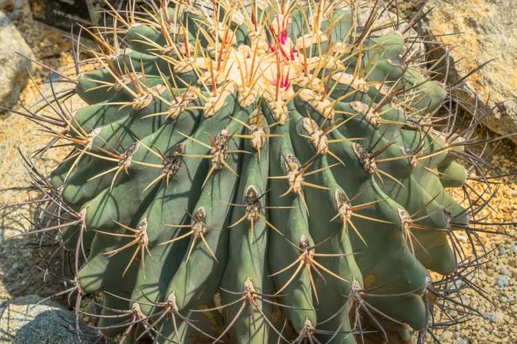 You are currently viewing Emory Cactus Care – Comment faire pousser un cactus en baril d'Emory