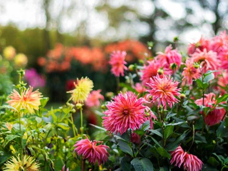 You are currently viewing Choisir le bon engrais pour les dahlias