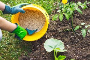 Lire la suite à propos de l’article Fertilisation des légumes : options d'engrais pour votre potager