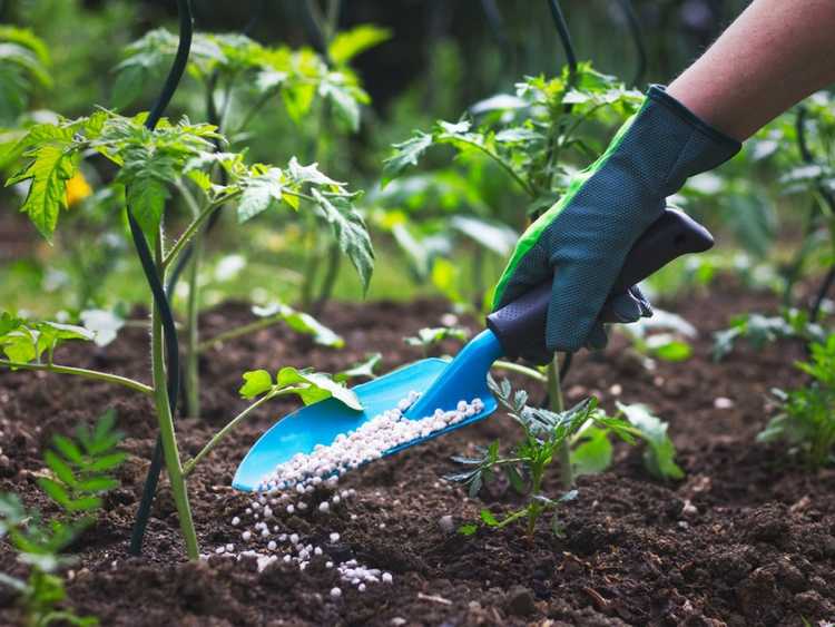 Lire la suite à propos de l’article Conseils de fertilisation printanière : quand fertiliser et quel engrais utiliser au printemps