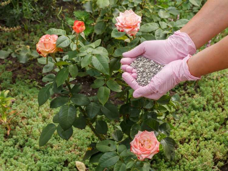 You are currently viewing Nourrir les roses – Conseils pour sélectionner l'engrais pour fertiliser les roses