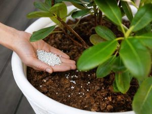 Lire la suite à propos de l’article Fertiliser les rhododendrons : comment et quand fertiliser les rhododendrons