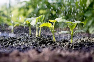 Lire la suite à propos de l’article Guide de fertirrigation : la fertirrigation est-elle bonne pour les plantes