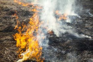 Lire la suite à propos de l’article Enlèvement du chaume avec le feu : le brûlage de l'herbe est-il sans danger
