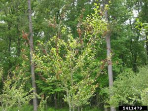 Lire la suite à propos de l’article Quelles sont les causes du feu bactérien de Mayhaw : gestion du feu bactérien sur les arbres Mayhaw