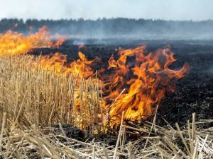 Lire la suite à propos de l’article Effet du feu sur le sol : découvrez comment le feu peut aider et nuire au sol