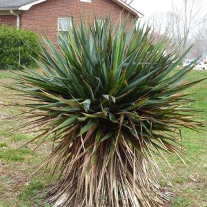 Lire la suite à propos de l’article Problèmes liés aux plantes de yucca : pourquoi une plante de yucca a des pointes ou un feuillage bruns