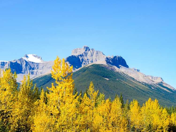 You are currently viewing Arbres de couleur jaune d'automne : arbres qui jaunissent en automne