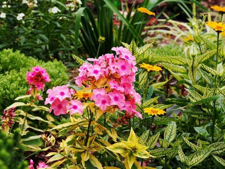 You are currently viewing Fabuleuses plantes à fleurs aux feuilles panachées