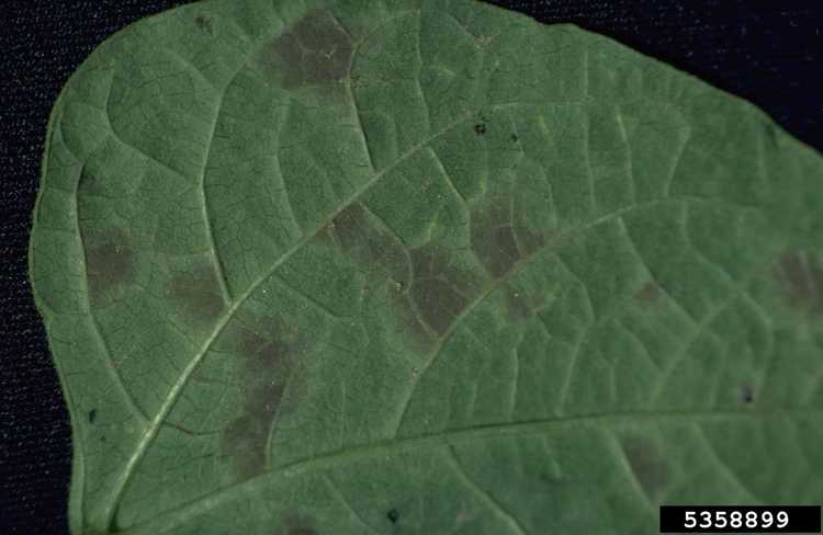 You are currently viewing Maladies des taches foliaires du niébé : gérer les pois du sud atteints de taches foliaires