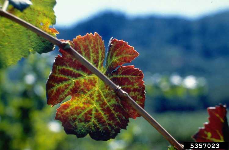 You are currently viewing Informations GVCV : Qu'est-ce que le virus d'élimination des veines de la vigne