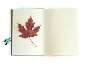Lire la suite à propos de l’article Pouvez-vous presser les feuilles d'automne : méthodes pour presser les feuilles d'automne