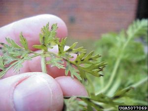 Lire la suite à propos de l’article Lutte contre la brûlure des feuilles de la carotte : traiter la brûlure des feuilles des carottes