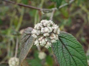 Lire la suite à propos de l’article Entretien de la viorne à feuilles de cuir : Cultiver une viorne à feuilles de cuir