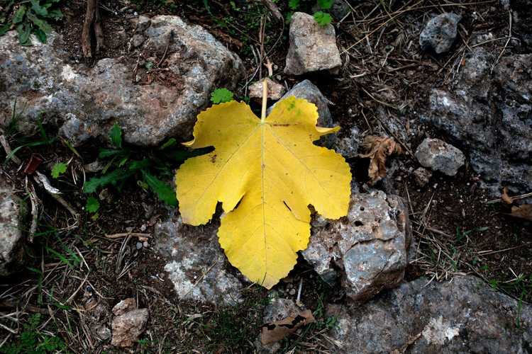 You are currently viewing Chute des feuilles du figuier – Pourquoi les figuiers perdent-ils leurs feuilles