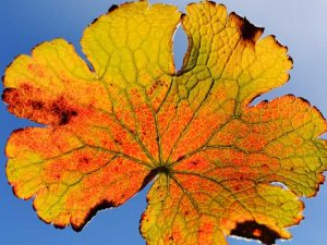 Lire la suite à propos de l’article Pourquoi un géranium a des feuilles jaunes