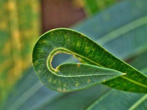 Lire la suite à propos de l’article Maladies des plantes de laurier-rose – Comment traiter les maladies des plantes de laurier-rose