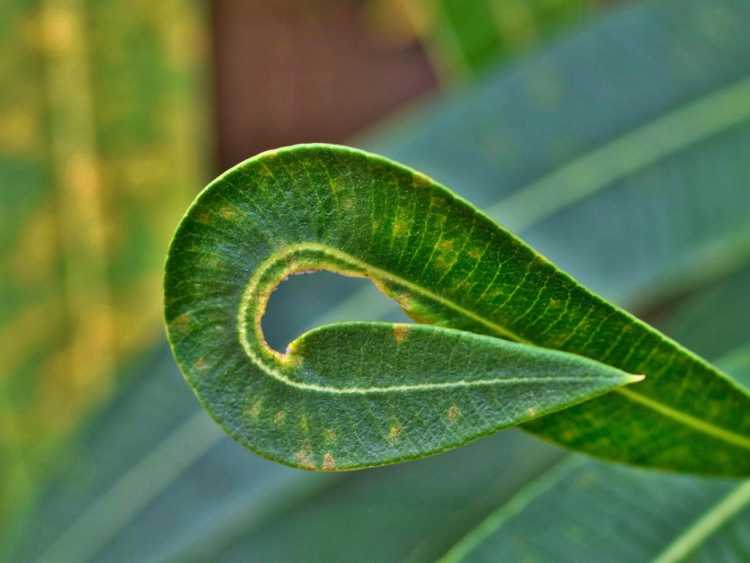 You are currently viewing Maladies des plantes de laurier-rose – Comment traiter les maladies des plantes de laurier-rose