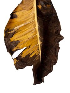 Lire la suite à propos de l’article Feuilles de philodendron brunes : Pourquoi mes feuilles de philodendron deviennent-elles brunes