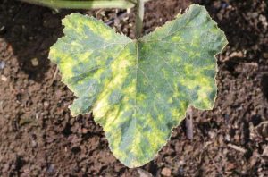 Lire la suite à propos de l’article Maladies des citrouilles : découvrez les maladies et les traitements des citrouilles