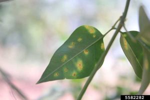 Lire la suite à propos de l’article Problèmes liés aux plantes de jasmin : comment traiter les maladies courantes du jasmin