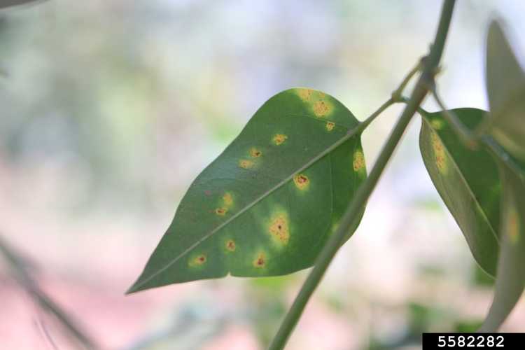 You are currently viewing Problèmes liés aux plantes de jasmin : comment traiter les maladies courantes du jasmin