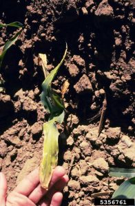 Lire la suite à propos de l’article Maladie de pourriture des graines de maïs : raisons de la pourriture des graines de maïs sucré