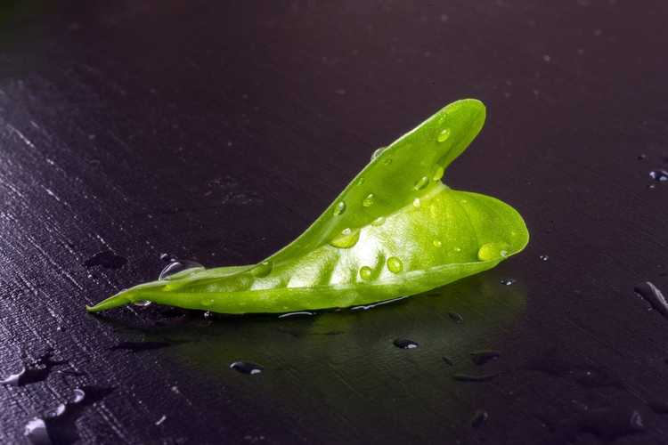 You are currently viewing Ma plante d'intérieur perd des feuilles : pourquoi les feuilles tombent des plantes d'intérieur