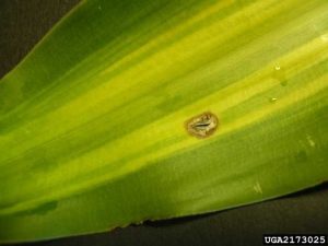 Lire la suite à propos de l’article Traiter les Dracaenas malades – Comment gérer les maladies des plantes Dracaena