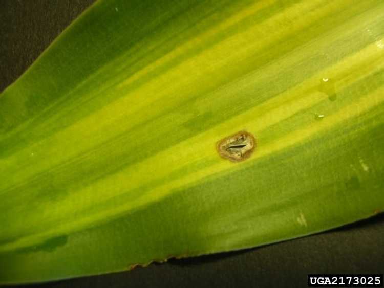 You are currently viewing Traiter les Dracaenas malades – Comment gérer les maladies des plantes Dracaena