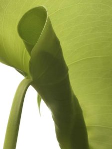 Lire la suite à propos de l’article Curl des feuilles sur les plantes à caoutchouc: Qu'est-ce qui fait que les feuilles des plantes à caoutchouc s'enroulent