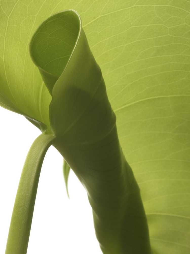 You are currently viewing Curl des feuilles sur les plantes à caoutchouc: Qu'est-ce qui fait que les feuilles des plantes à caoutchouc s'enroulent