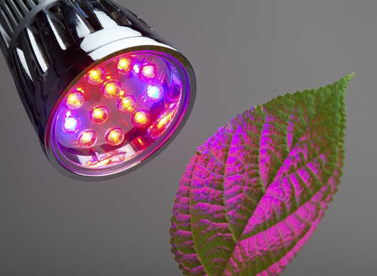 Lire la suite à propos de l’article Lumière rouge ou lumière bleue : quelle couleur de lumière est la meilleure pour la croissance des plantes