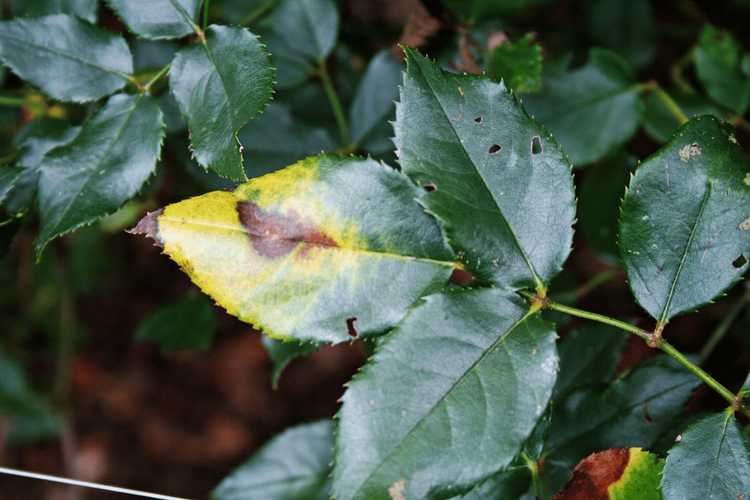 You are currently viewing Feuilles de rose jaunes: ce qui fait jaunir les feuilles de rose