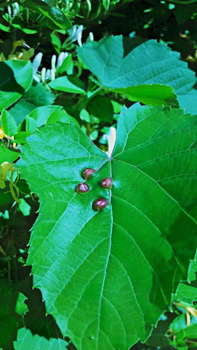 You are currently viewing Contrôle des acariens vésicaux sur les raisins : traiter les acariens vésicaux des feuilles de vigne