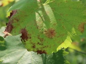 Lire la suite à propos de l’article Dommages causés par l'ozone aux plantes : comment réparer les dommages causés par l'ozone aux plantes de jardin