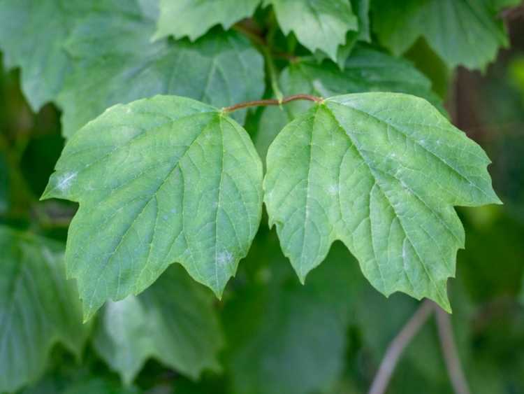 You are currently viewing Informations sur la viorne à feuille d'érable – Conseils sur la culture des viornes à feuille d'érable