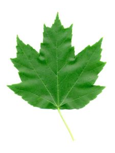 Lire la suite à propos de l’article Informations sur Freeman Maple – En savoir plus sur Freeman Maple Care